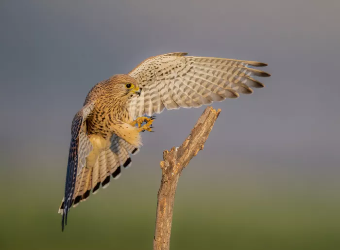 Procaccia, Itamar: Morning landing