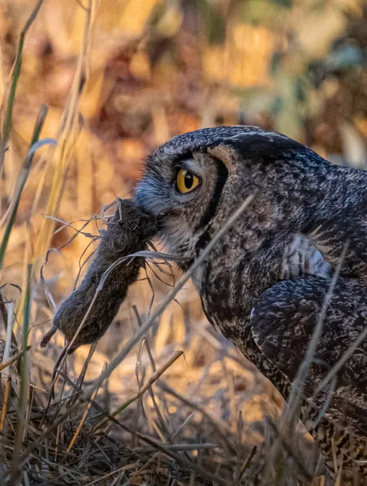 Huang, Johnson: Great horned owl