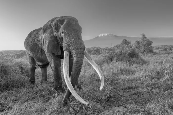 Lu, Bill: Craig il super tusker