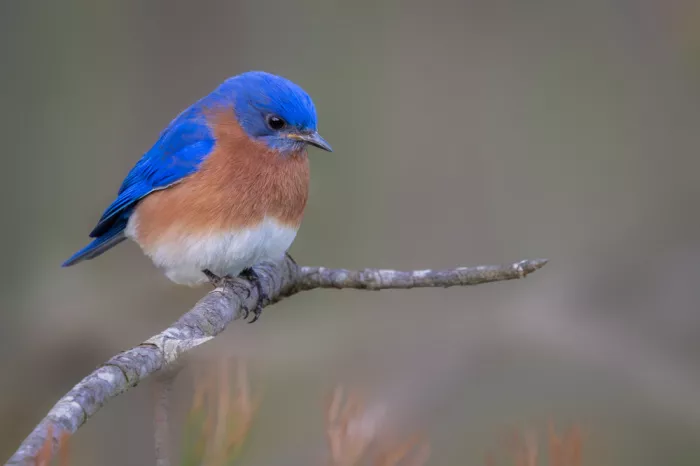 Zhang, ZY: Blauer Vogel