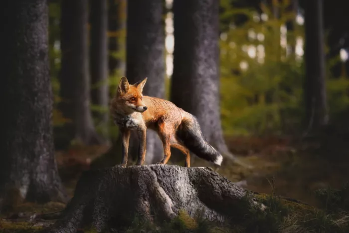 Firešová, Michaela: The Forest Sentinel