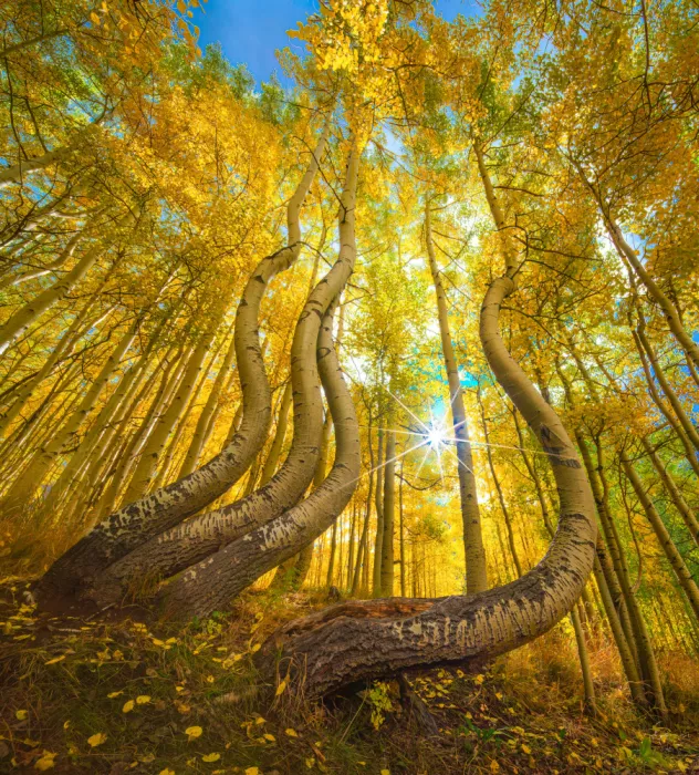 He, Mike: Dancing Aspens
