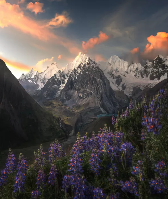 P., Ruiqing: Lupinos bajo los Picos