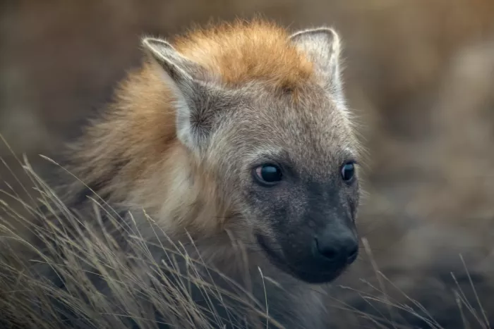 Helsen, Eddy: Young Hyena