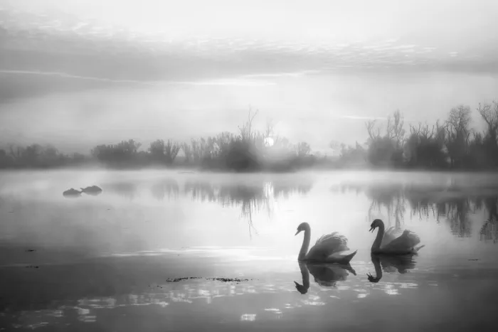 AN, ANNA: Morning Mist Over Swan Lake