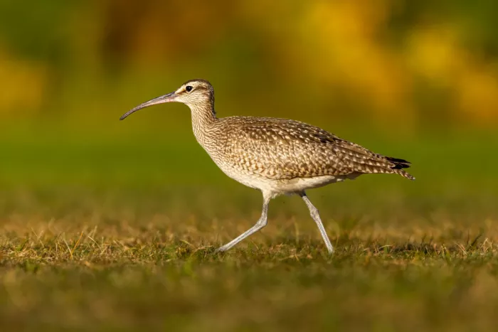 Zhou, Steven: The Whimbrel in the Autumn Afternoon