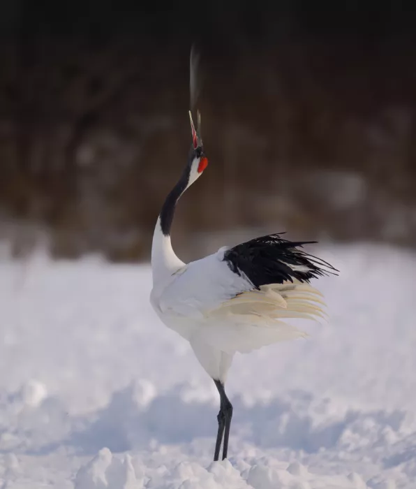 He, Mike: Singing in Winter