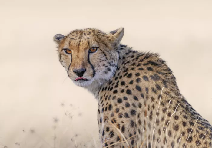 Jiao, Yang: Maminka gepard na hlídce