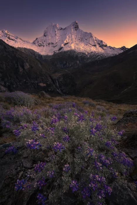 P., Ruiqing: Elegía crepuscular - Altramuces de los Andes