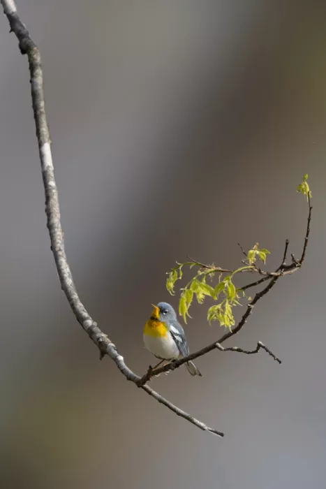 Zhang, ZY: Frühling