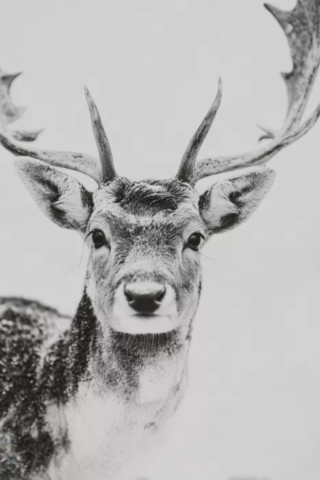 Treechild: Winter deer