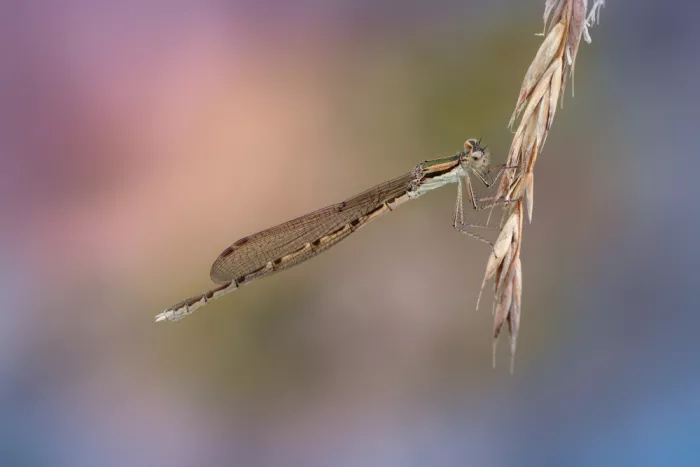 Daminelli, Fabrizio: Sympecma fusca