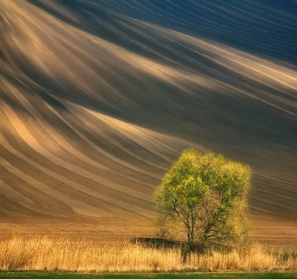 Browko, Krzysztof: Arbre...