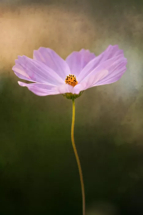 Cui, yang Xiang: Flower