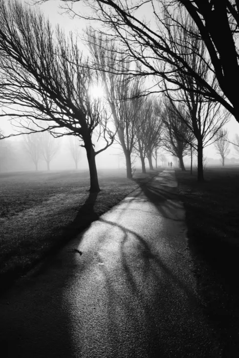 Allen, Elizabeth: Schimmernd durch den Nebel