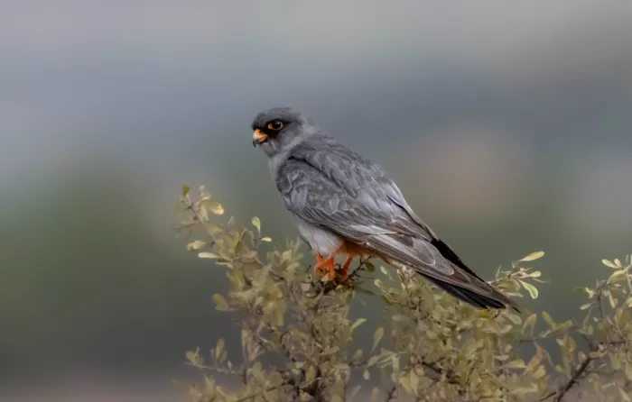 Procaccia, Itamar: Red-footed Falcon in migration