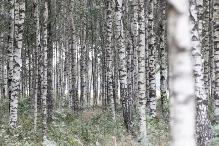 Böhmer, Mareike: Birch Trees 20