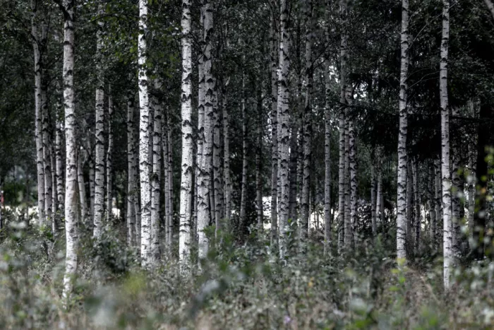 Böhmer, Mareike: Birch Trees 21