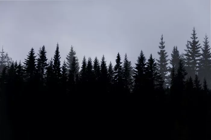 Böhmer, Mareike: Mystical Forest Scene 3