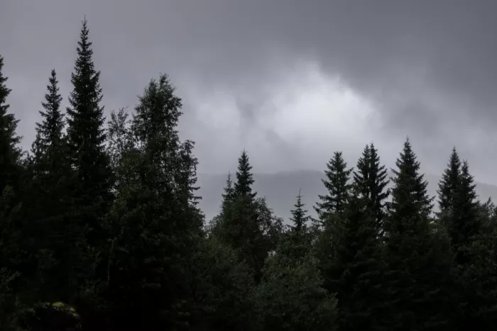 Böhmer, Mareike: Escena de bosque místico 2