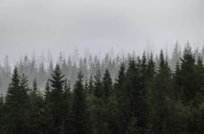Böhmer, Mareike: Escena de bosque místico
