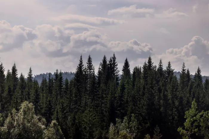 Böhmer, Mareike: Mystical Forest Scene 4