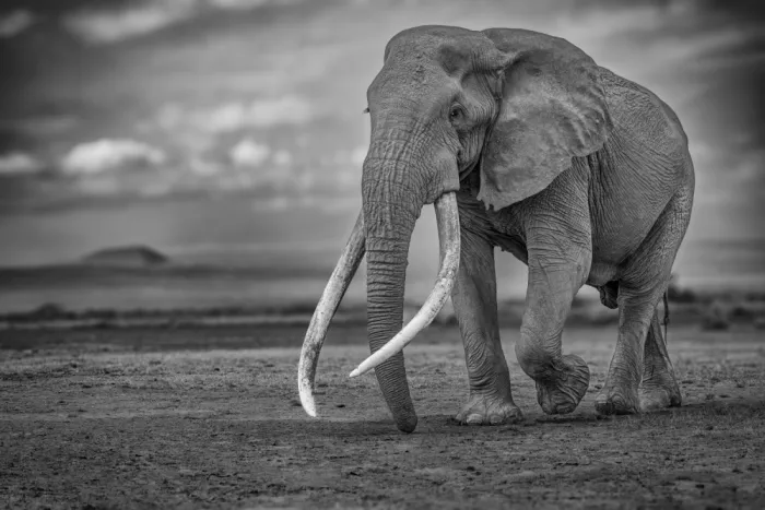 Khataw, Ali: Grand Tusker