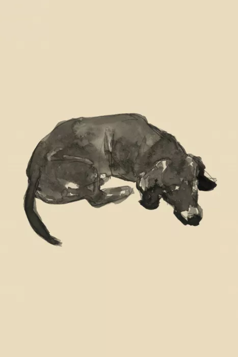 cartissi: El Perro Salchicha Durmiendo