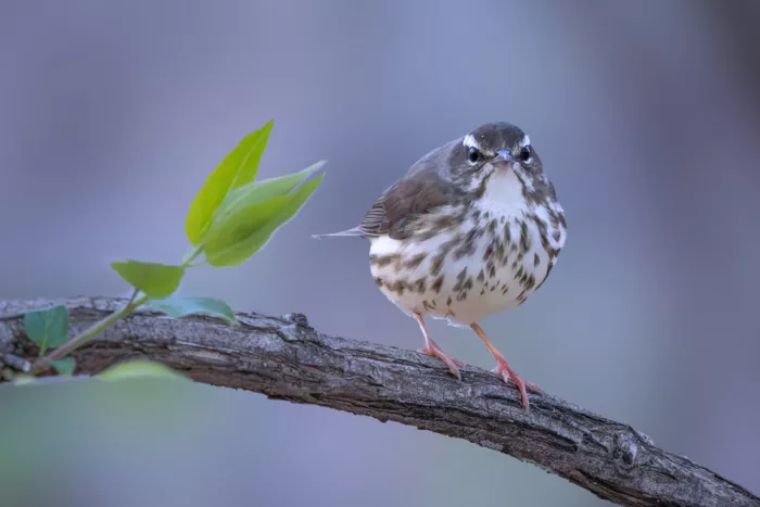 Zhang, ZY: Louisiana-Wasseramsel