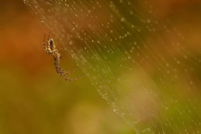 Baekelandt, Luc: Spider