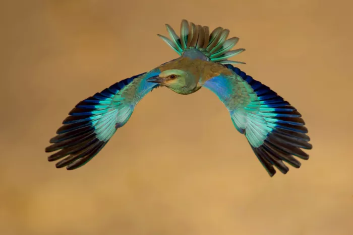 Manusevich, David: Eurasian Roller