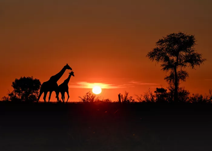 Helsen, Eddy: Krugerpark