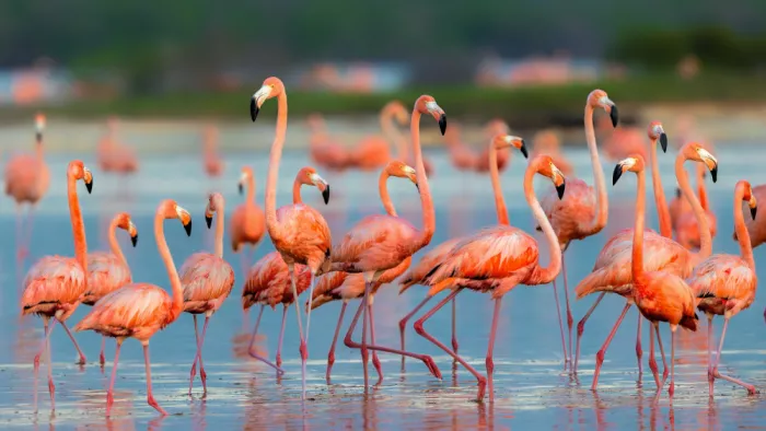 Zuo, Jun: Flamants roses américains