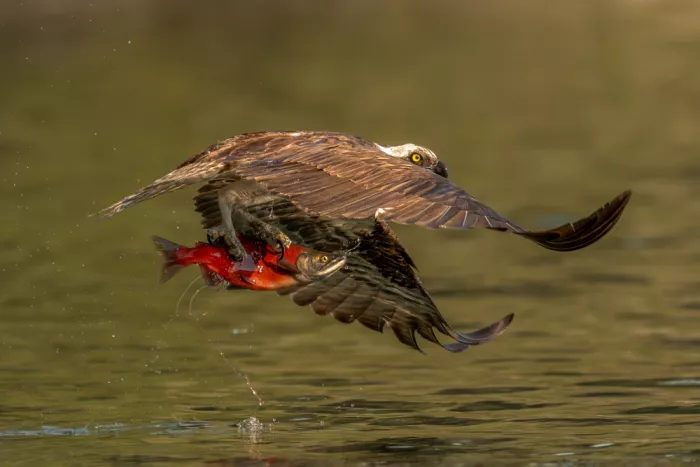 Wang, Victor: Osprey Catching a Kokanee Salmon
