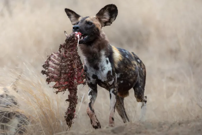 Haenen, Jeke: Wild Dog