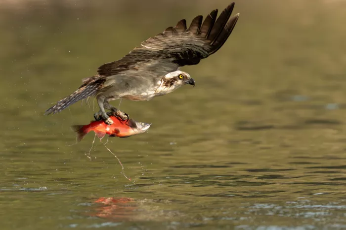 Wang, Victor: An Osprey Takes Its Prey from the Water