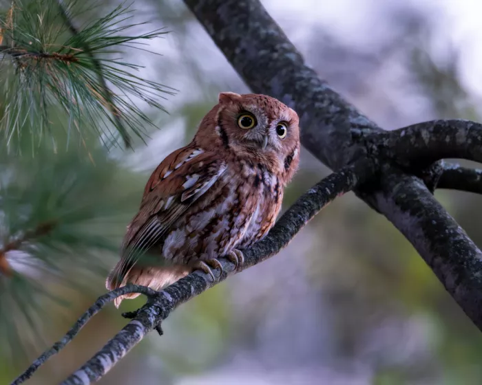 Wang, Victor: An Eastern Screech Owl Resting Among Pine Branches