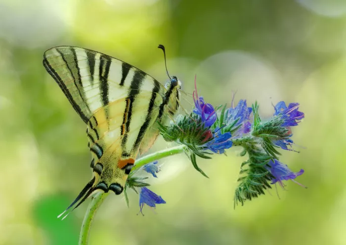 Chiodini, Massimo: Iphiclides podalirius