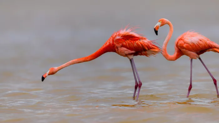 Zuo, Jun: Flamants roses américains