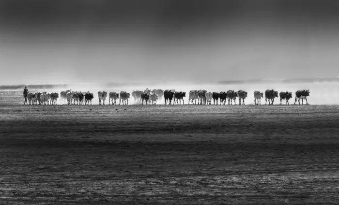 Qiu, Jenny: Across Amboseli