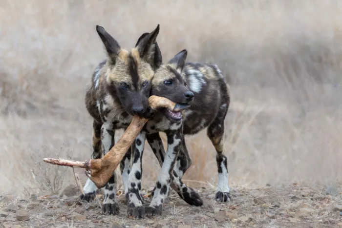 Haenen, Jeke: Wild dogs