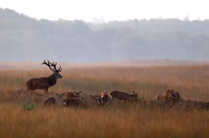 Jong, de Franke: Deer with his Herd