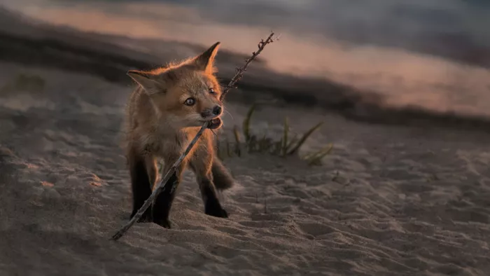 Luo, Dan: A Little Red Fox at Sunset