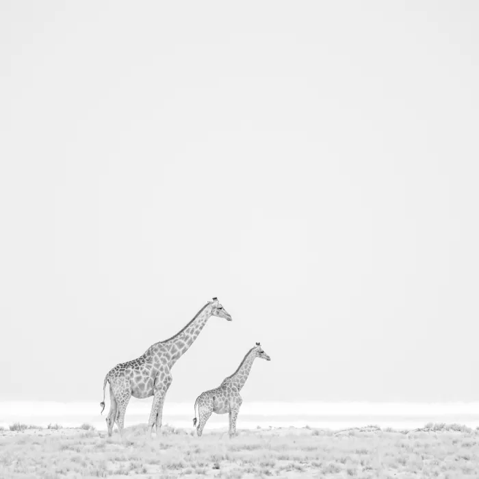 Schoeman, Peter: Two Giraffes