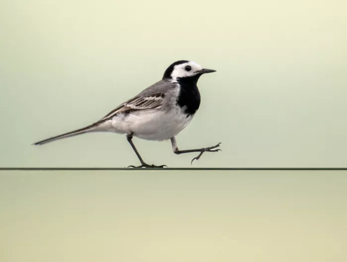 dem, Auf Andrea: Walking bird