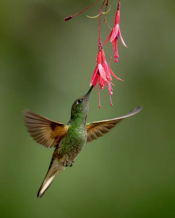 PEREZ, Lisandro: Buff-tailed Coronet
