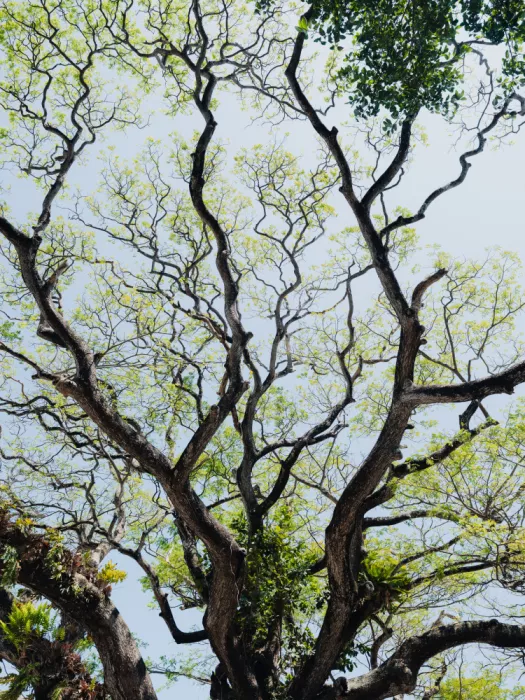 Photolovers: Paisaje botánico en Sri Lanka