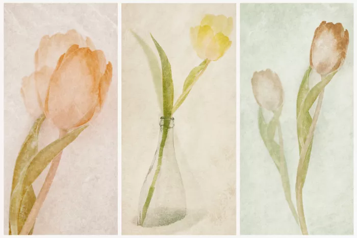 Davidsson, Gustav: Tulipánový triptych III