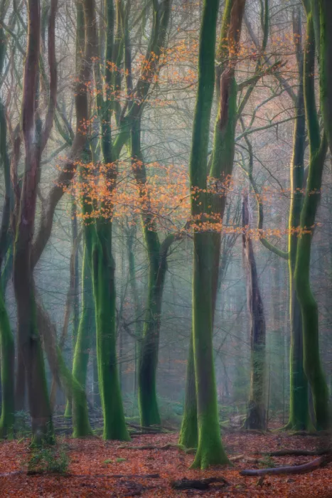 Oostrum, van Marc: Forêt d