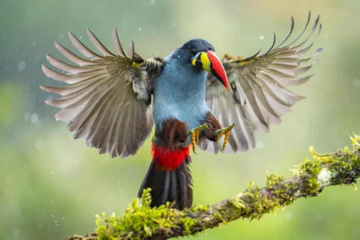 PEREZ, Lisandro: Gray-breasted Mountain-Toucan